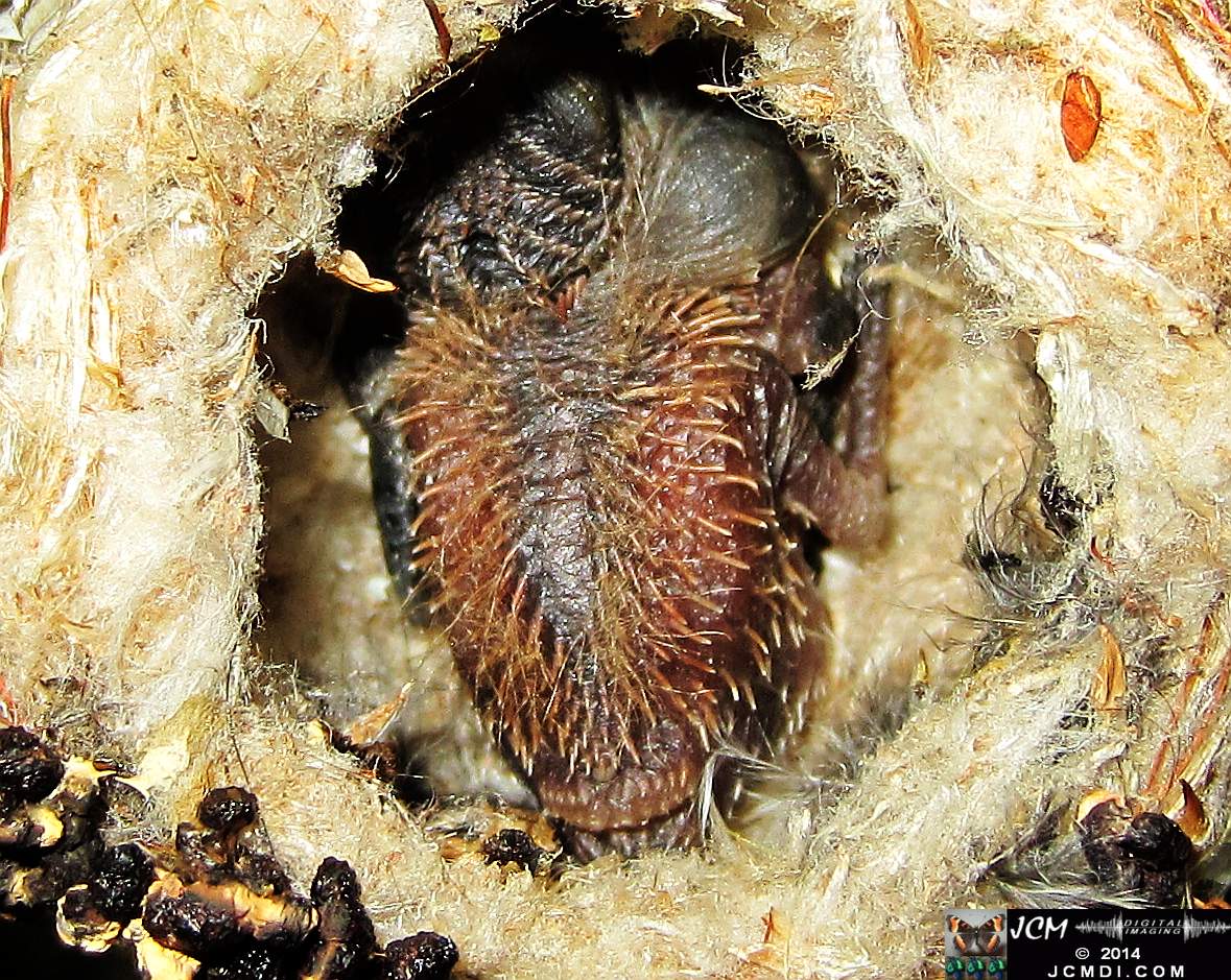 Allens Hummingbird nest and chick 3-16-2014